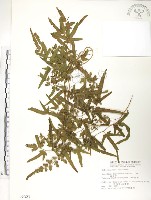 海金沙藏品圖，第1張