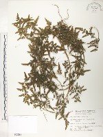 海金沙藏品圖，第1張