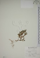 生根卷柏藏品圖，第1張