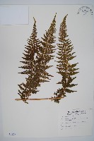 司氏碗蕨藏品圖，第1張