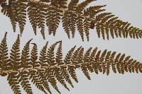 司氏碗蕨藏品圖，第3張