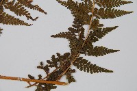 司氏碗蕨藏品圖，第5張