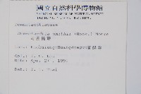 司氏碗蕨藏品圖，第2張