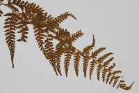 司氏碗蕨藏品圖，第3張