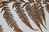 司氏碗蕨藏品圖，第4張