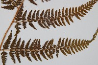 司氏碗蕨藏品圖，第5張