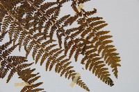 司氏碗蕨藏品圖，第3張