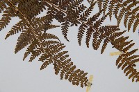 司氏碗蕨藏品圖，第4張