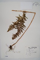 司氏碗蕨藏品圖，第1張