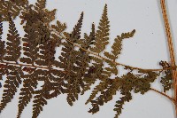 司氏碗蕨藏品圖，第3張