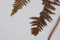 司氏碗蕨藏品圖，第4張