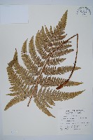 細葉複葉耳蕨藏品圖，第1張