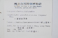 細葉複葉耳蕨藏品圖，第2張