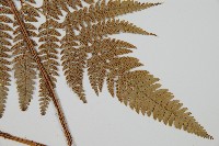 細葉複葉耳蕨藏品圖，第3張