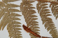 細葉複葉耳蕨藏品圖，第4張