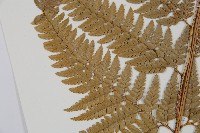 細葉複葉耳蕨藏品圖，第5張