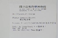 傅氏鳳尾蕨藏品圖，第2張