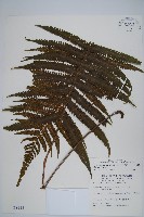 密毛毛蕨藏品圖，第1張