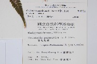 密毛毛蕨藏品圖，第2張