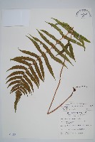 密毛毛蕨藏品圖，第1張