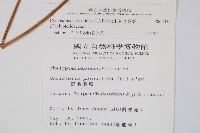 密毛毛蕨藏品圖，第2張