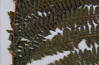 粗毛鱗蓋蕨藏品圖，第3張