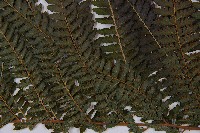 粗毛鱗蓋蕨藏品圖，第4張