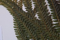 粗毛鱗蓋蕨藏品圖，第5張