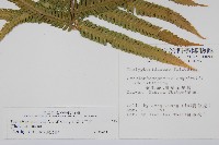 斜葉金星蕨藏品圖，第2張