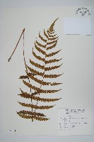 野小毛蕨藏品圖，第1張