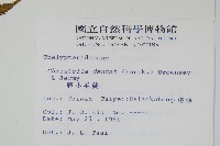 野小毛蕨藏品圖，第2張