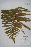 密毛毛蕨藏品圖，第1張