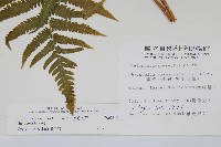 密毛毛蕨藏品圖，第2張