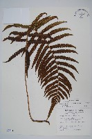 密毛毛蕨藏品圖，第1張