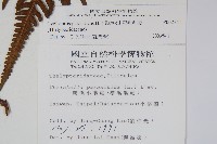 密毛毛蕨藏品圖，第2張