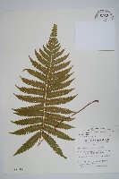 密毛毛蕨藏品圖，第1張