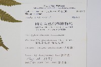 密毛毛蕨藏品圖，第2張