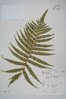 梳毛蕨藏品圖，第1張