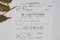 梳毛蕨藏品圖，第2張