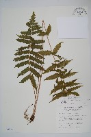 梳毛蕨藏品圖，第1張