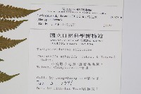 梳毛蕨藏品圖，第2張