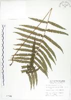 毛蕨藏品圖，第1張