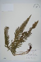 翅軸假金星蕨、短柄卵果蕨藏品圖，第1張