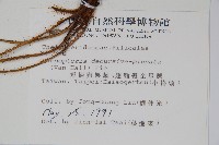 翅軸假金星蕨、短柄卵果蕨藏品圖，第2張