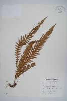 翅軸假金星蕨、短柄卵果蕨藏品圖，第1張