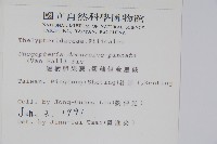 翅軸假金星蕨、短柄卵果蕨藏品圖，第2張