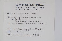 翅軸假金星蕨、短柄卵果蕨藏品圖，第2張