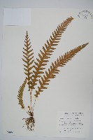 翅軸假金星蕨、短柄卵果蕨藏品圖，第1張