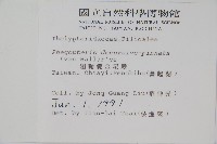 翅軸假金星蕨、短柄卵果蕨藏品圖，第2張