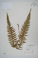 翅軸假金星蕨、短柄卵果蕨藏品圖，第1張